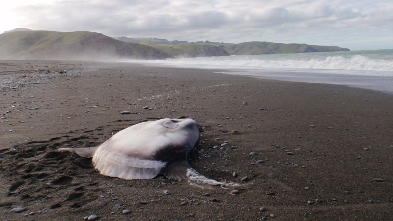 Mola tecta stranded on Birdlings Flat south of Christchurch, New Zealand, May 2014. (Image: Marianne Nyegaard)